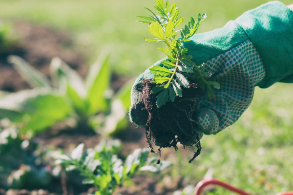 Horticultural Therapy