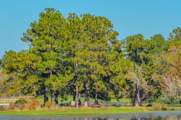 Colquitt County