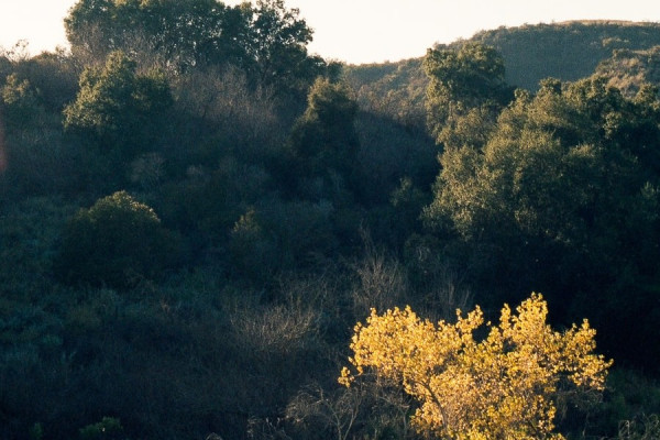 Woodland Hills