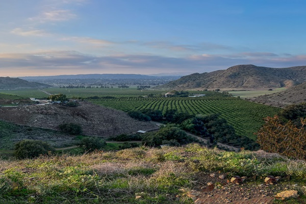 Lemon Grove