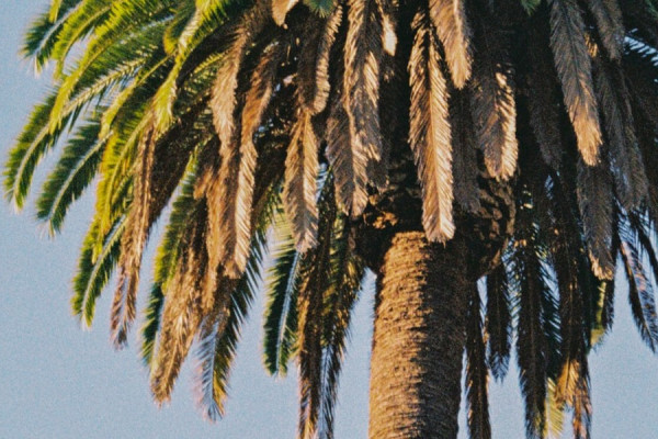 Fullerton