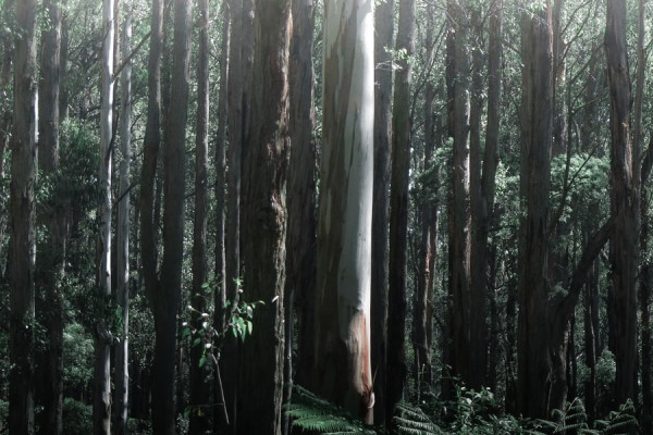 Macedon Ranges