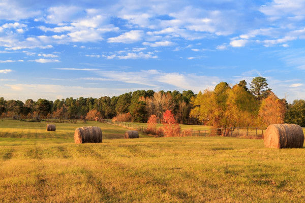 Longview