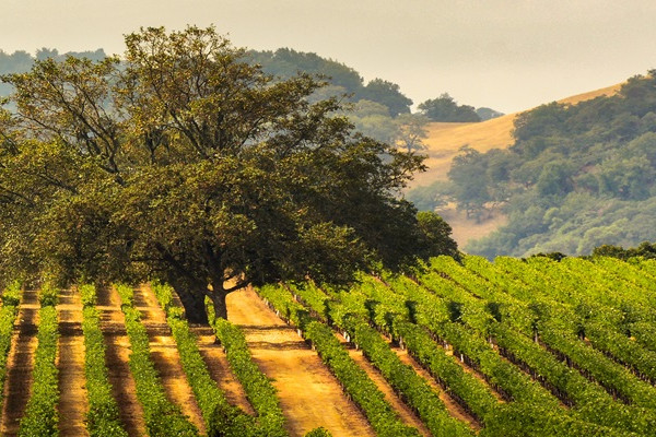 Vineyard