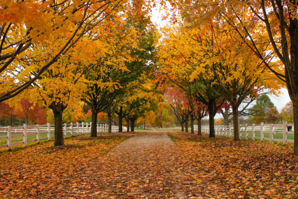 Wheaton