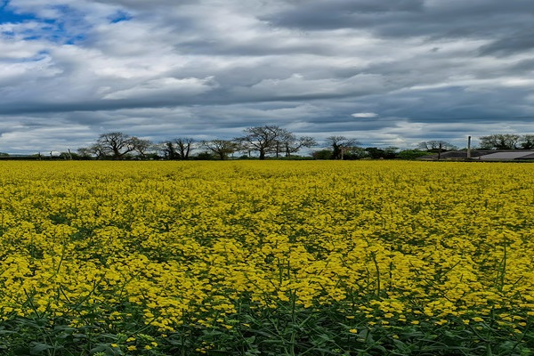 County Kildare