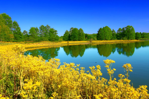 Lake Forest
