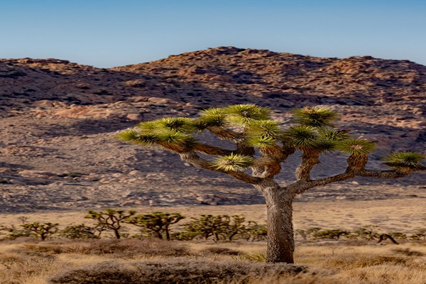 Twentynine Palms