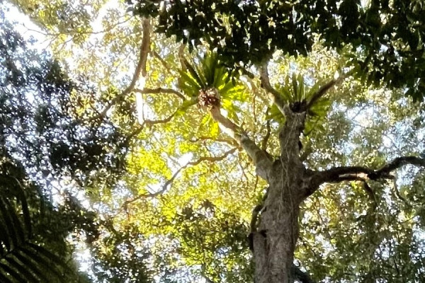 Maleny