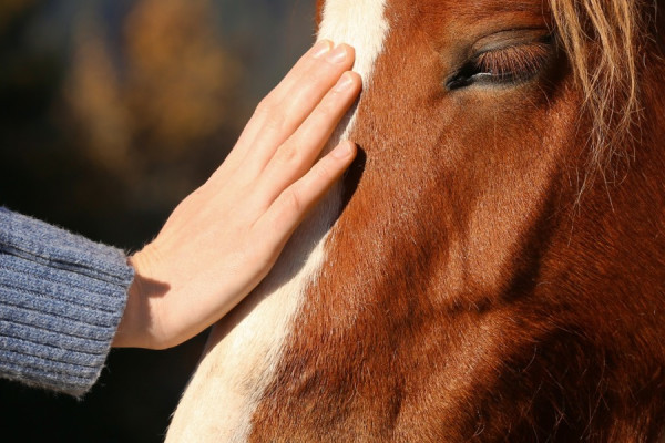 Equine Therapy