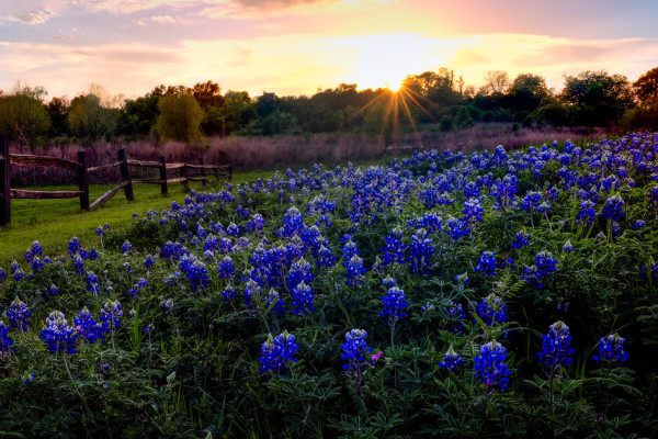 The Woodlands